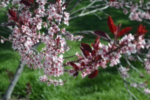 flowering plum 009