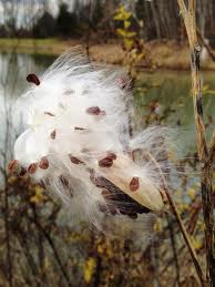 magical milkweed seeds 
